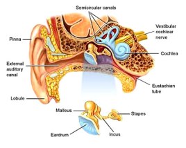 ear-anatomy2 (1)